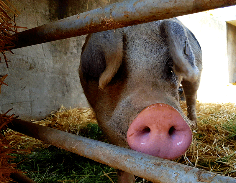 Moselschwein gehabt